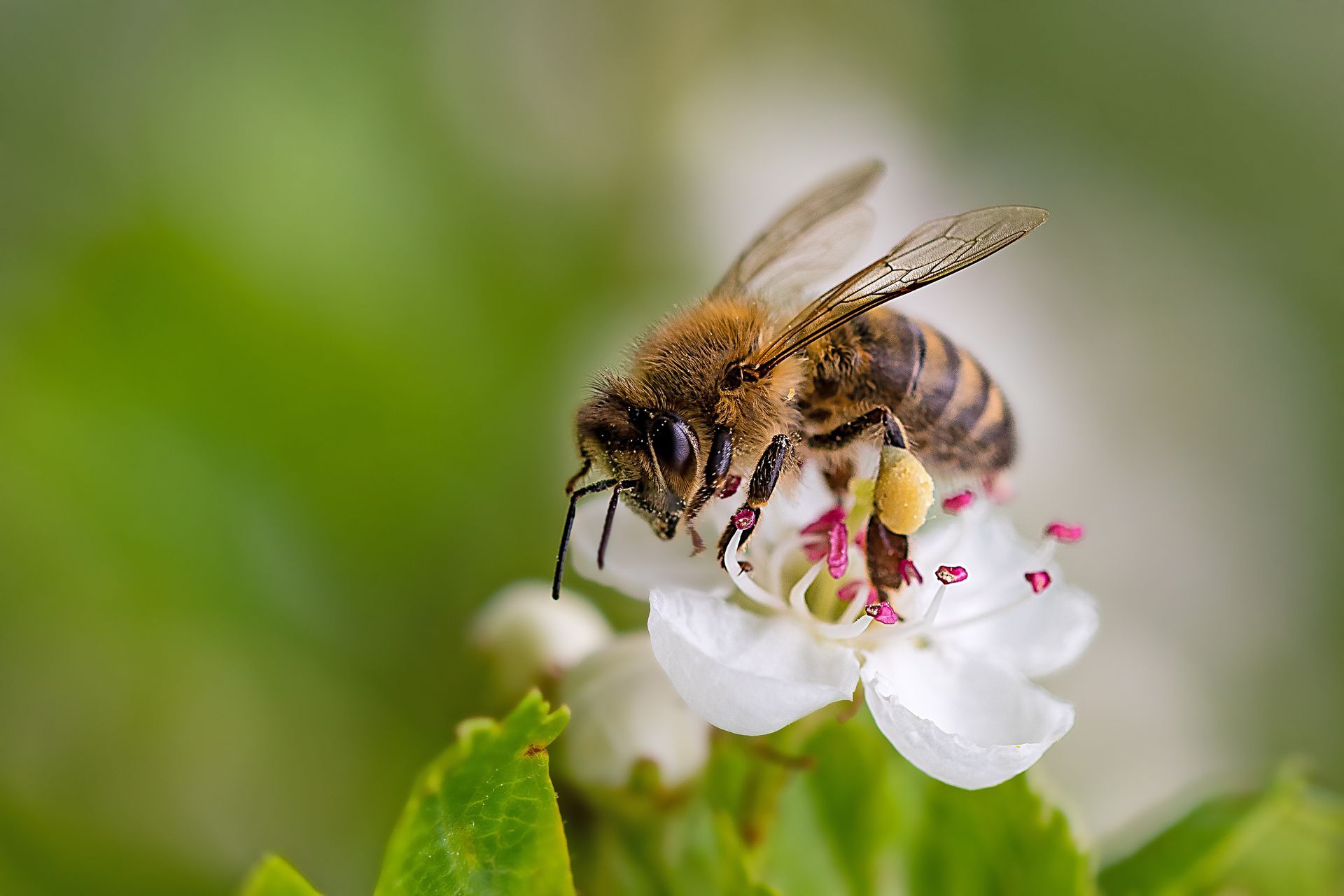 Abeille qui butine une fleur aux pétales blancs