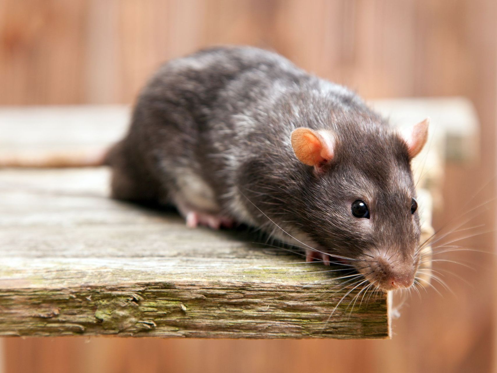 Rat sur une étagère