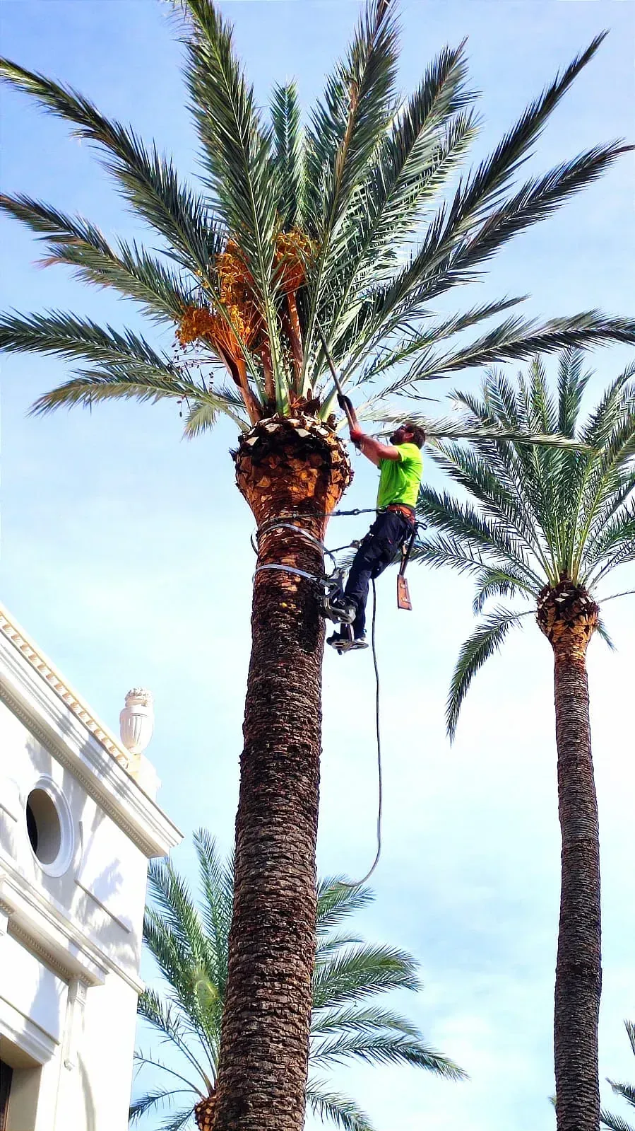 Un hombre está trepando una palmera con una cuerda.