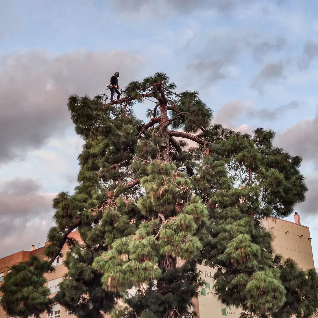 Un hombre está parado en la cima de un árbol frente a un edificio.