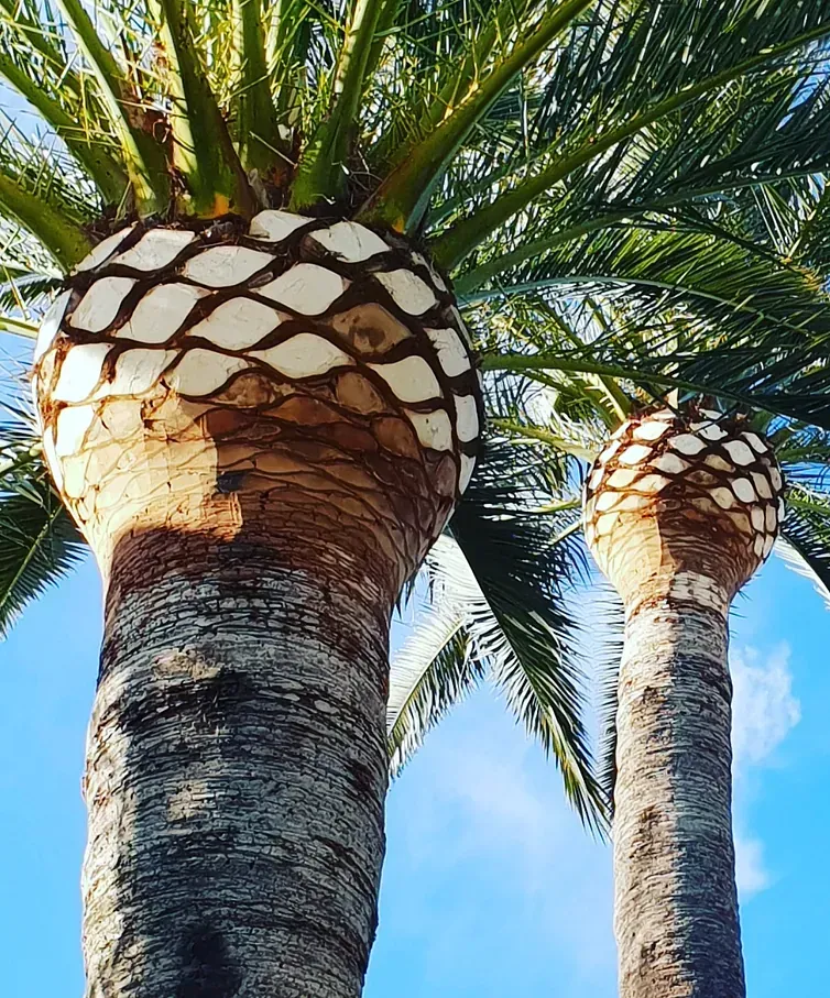 Dos palmeras con un cielo azul al fondo