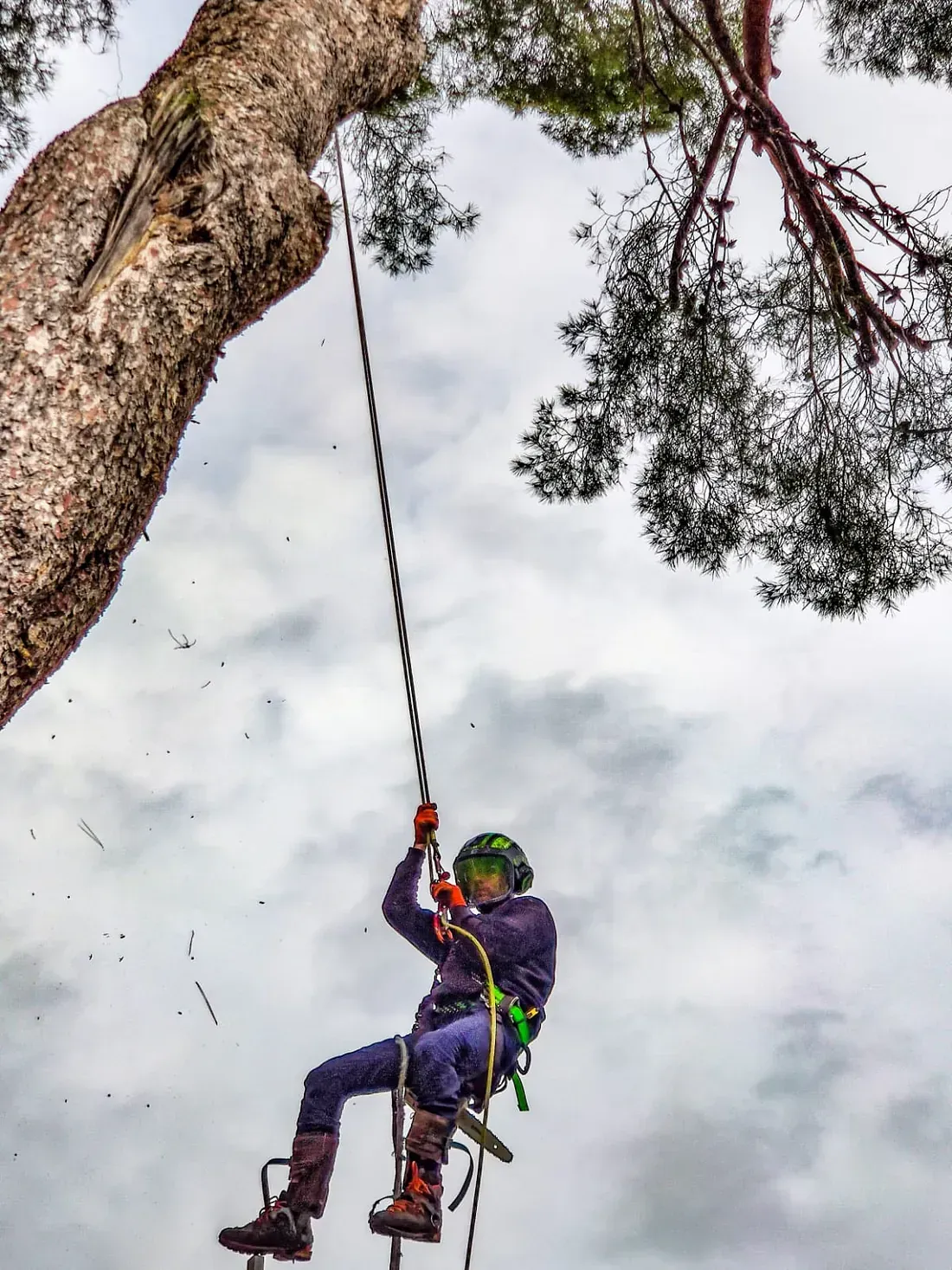 Un hombre está trepando a un árbol con una cuerda.