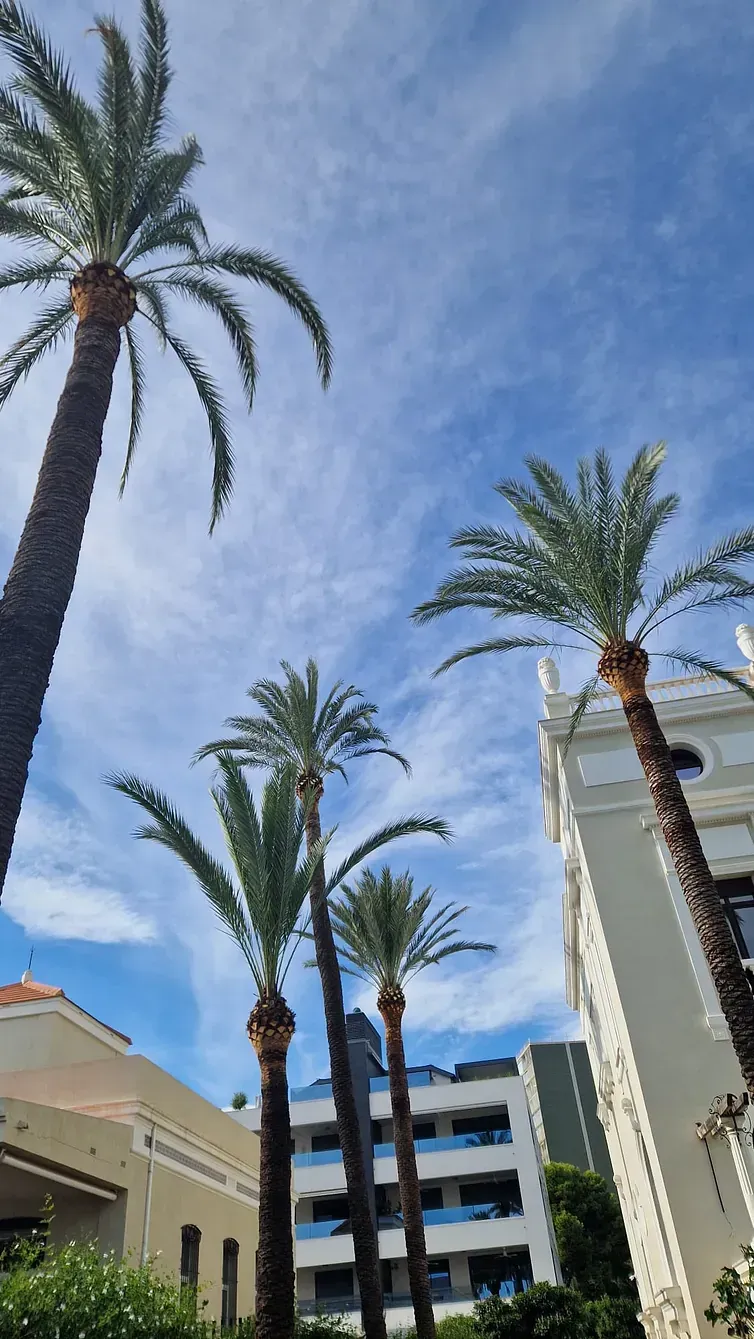 Mirando hacia arriba a las palmeras frente a un edificio