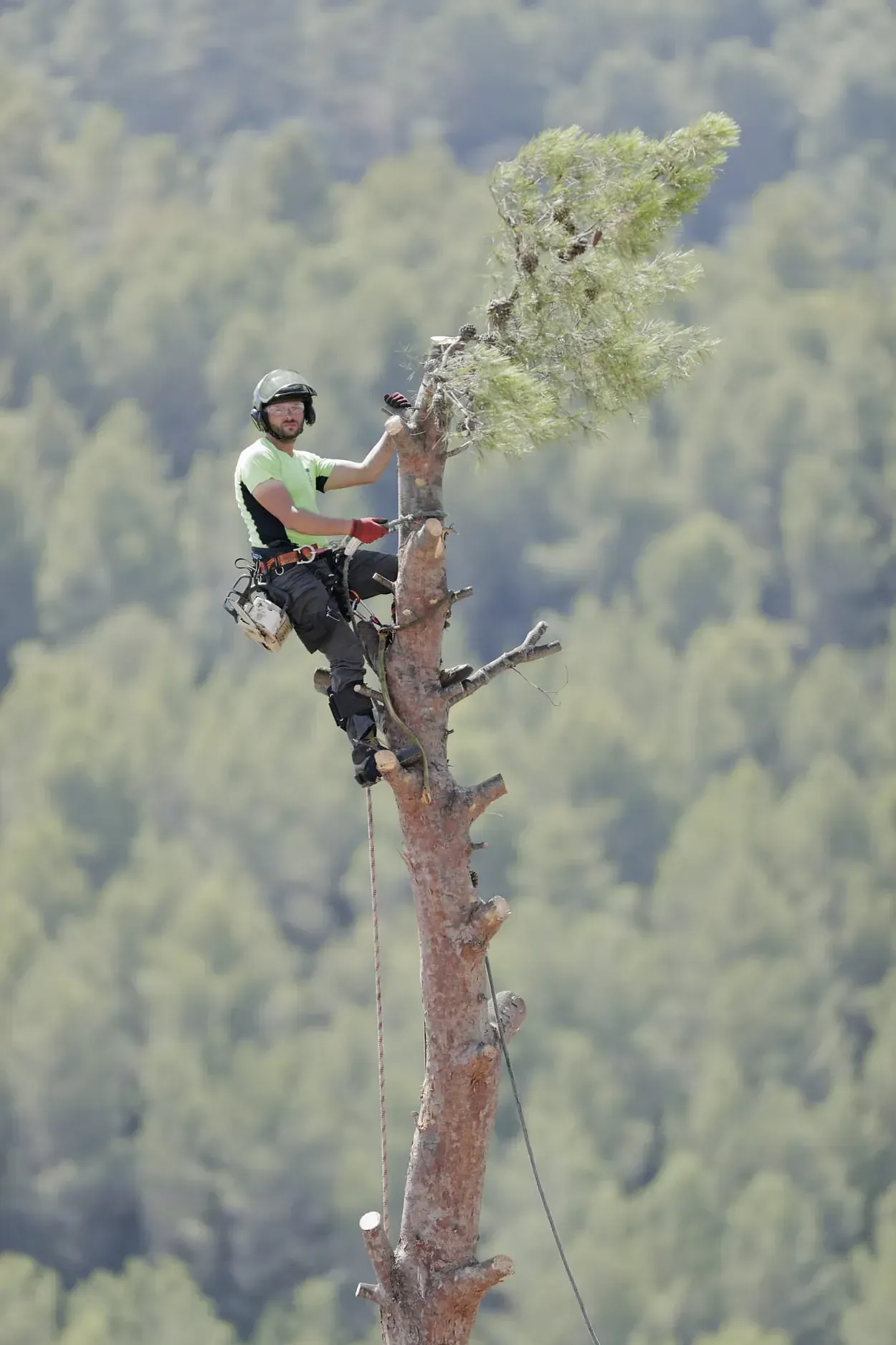 Un hombre está trepando un árbol con una motosierra.