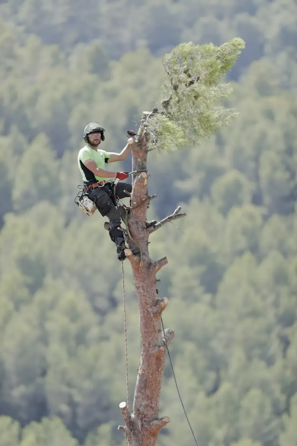 Un hombre está trepando un árbol con una motosierra.