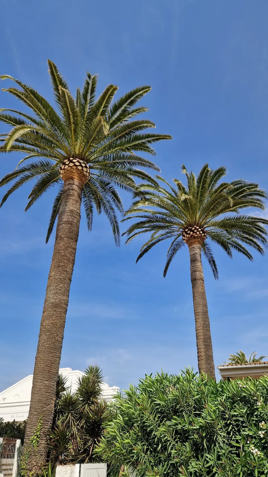 Dos palmeras están una al lado de la otra frente a un cielo azul.