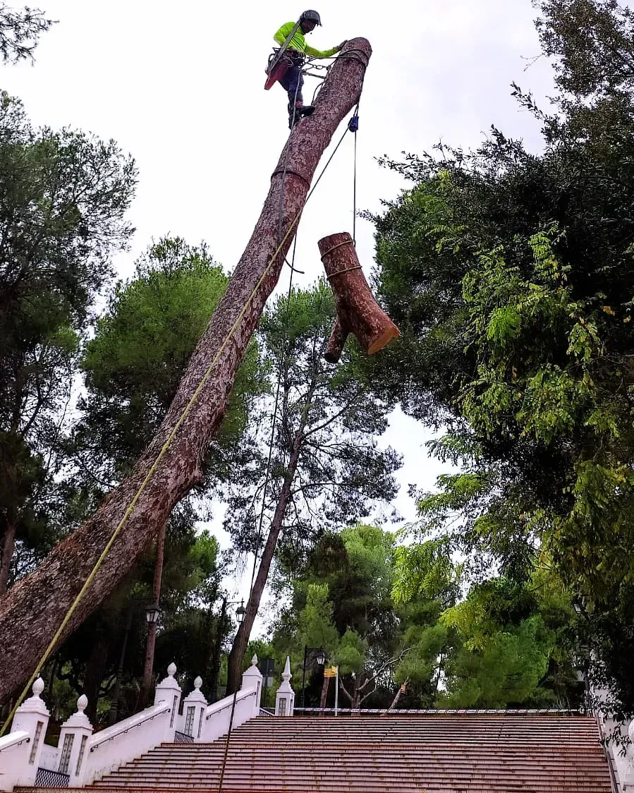 Un hombre está trepando a un árbol con una grúa atada a él.