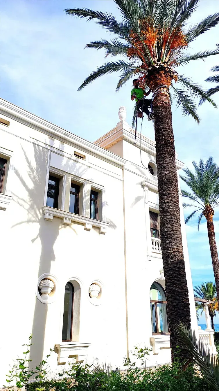 Un hombre está trepando una palmera frente a un edificio blanco.