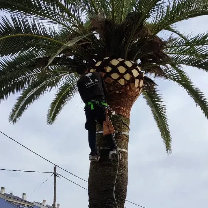 Un hombre está trepando a una palmera con un arnés puesto.