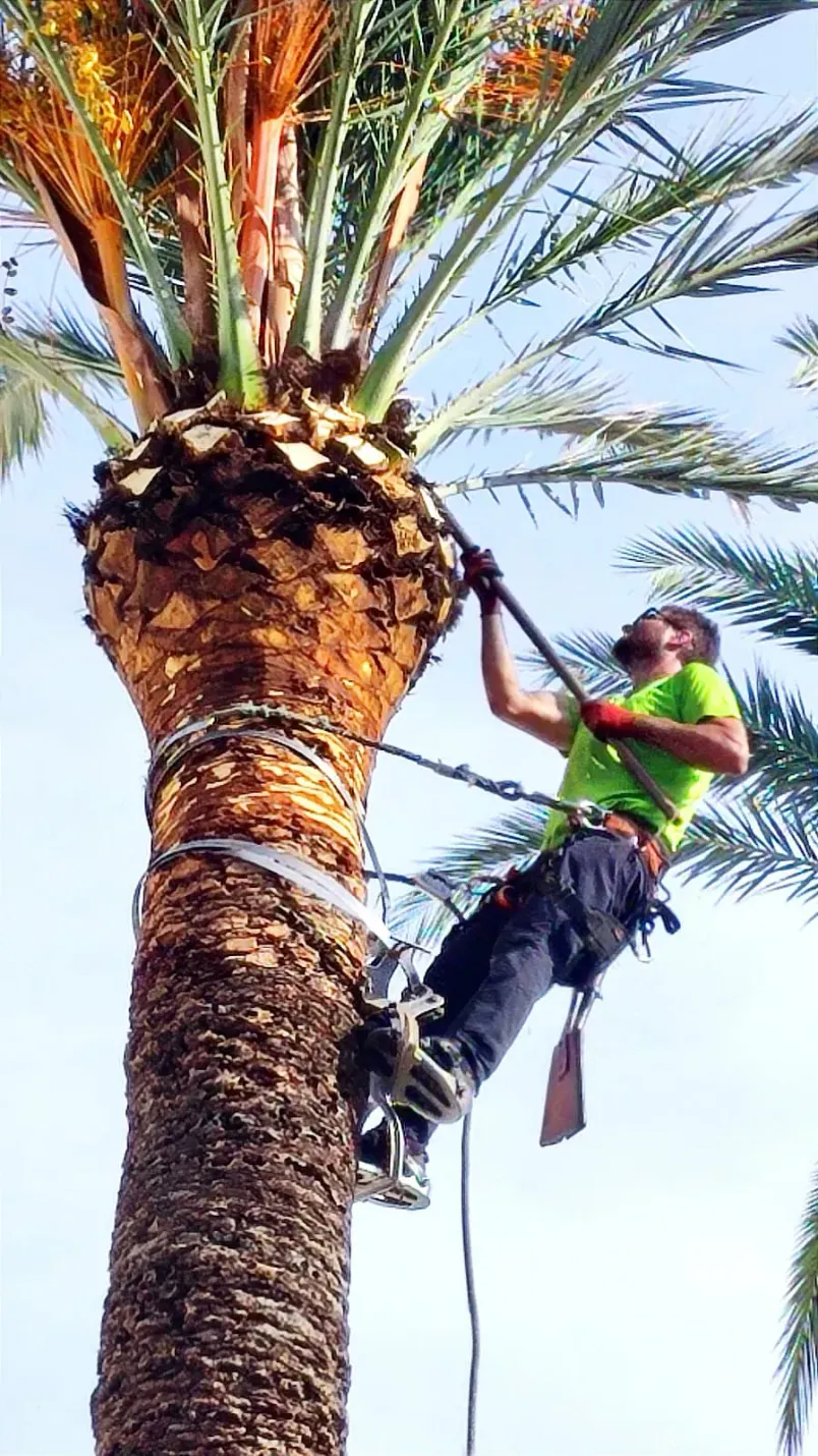 Un hombre está trepando a una palmera con una cuerda.