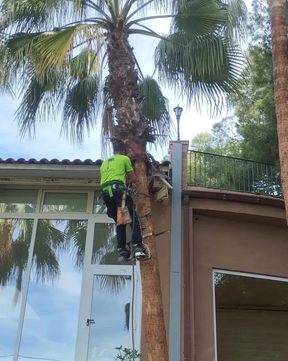 Un hombre está trepando una palmera al lado de un edificio.