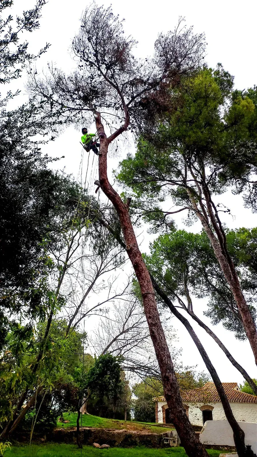 Un hombre está trepando un árbol en un parque.