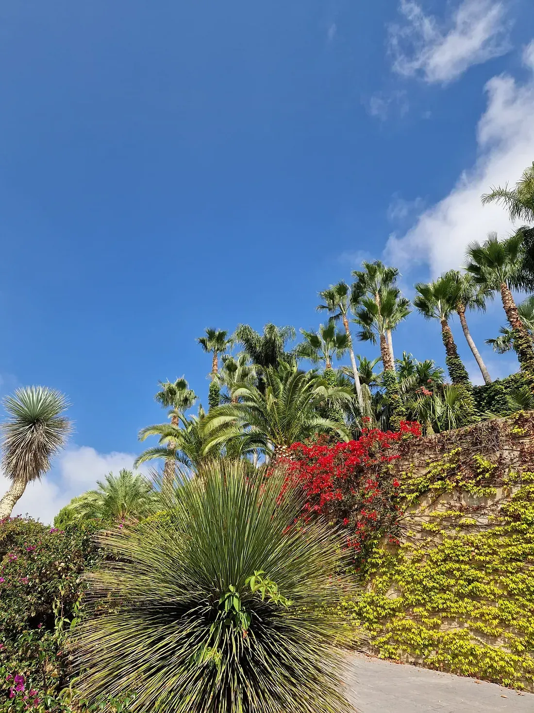 Una carretera rodeada de palmeras y flores en un día soleado.