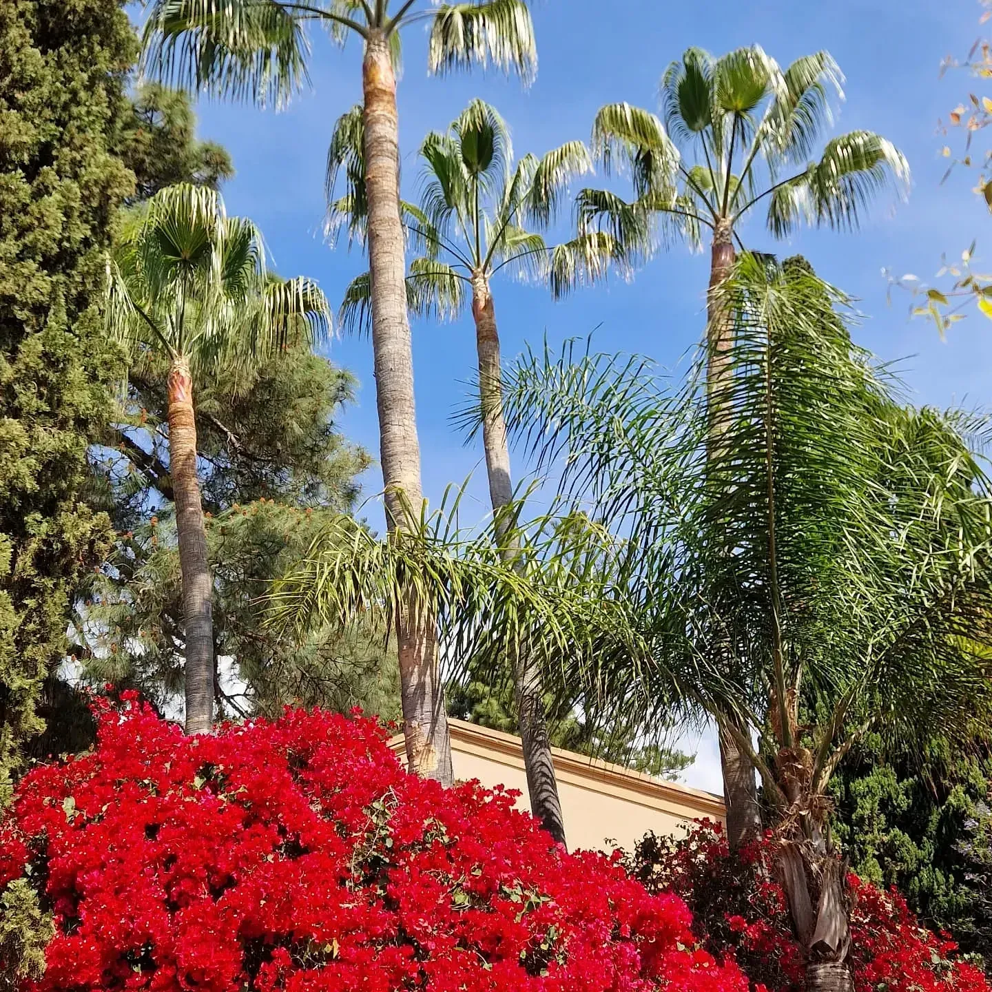 Un arbusto con flores rojas y palmeras al fondo.