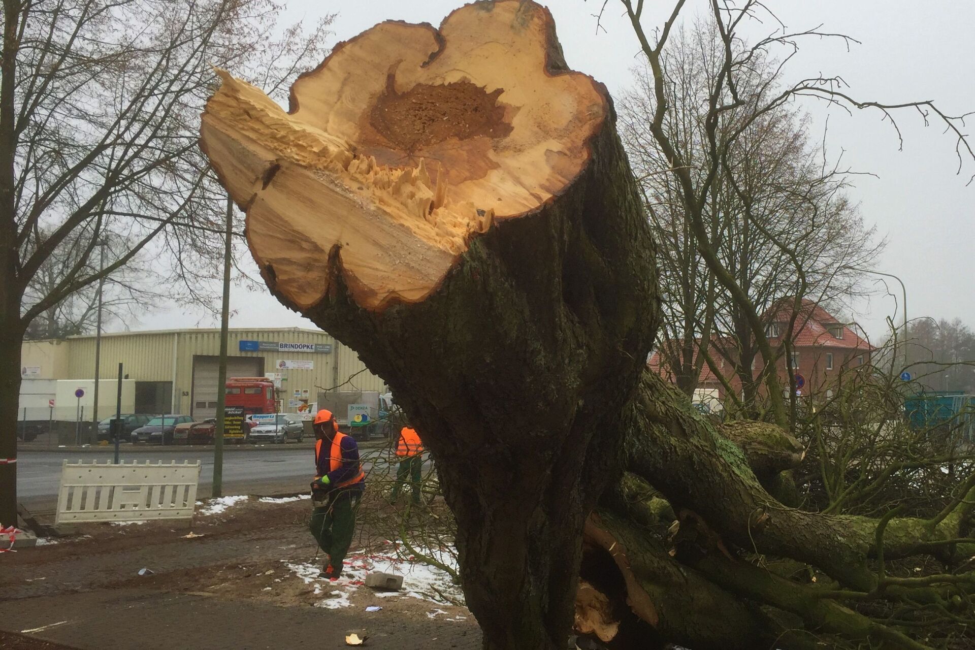 gefällter Baum