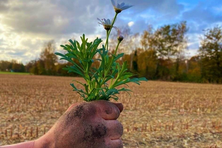 Hand die Pflanzen hält