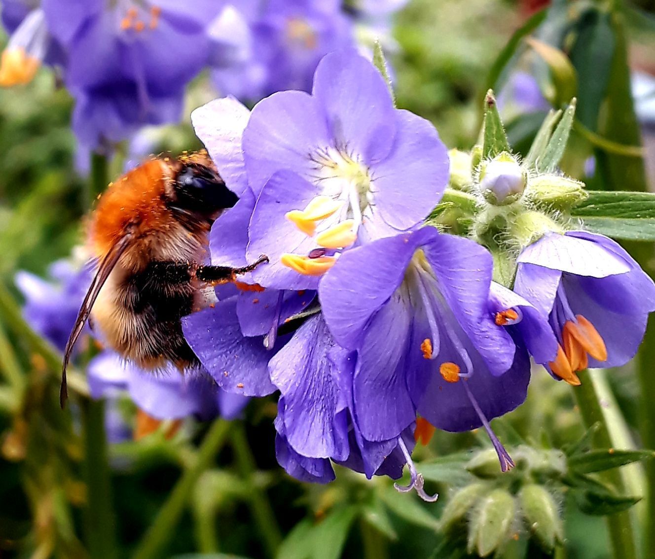 Hummel auf einer Blume
