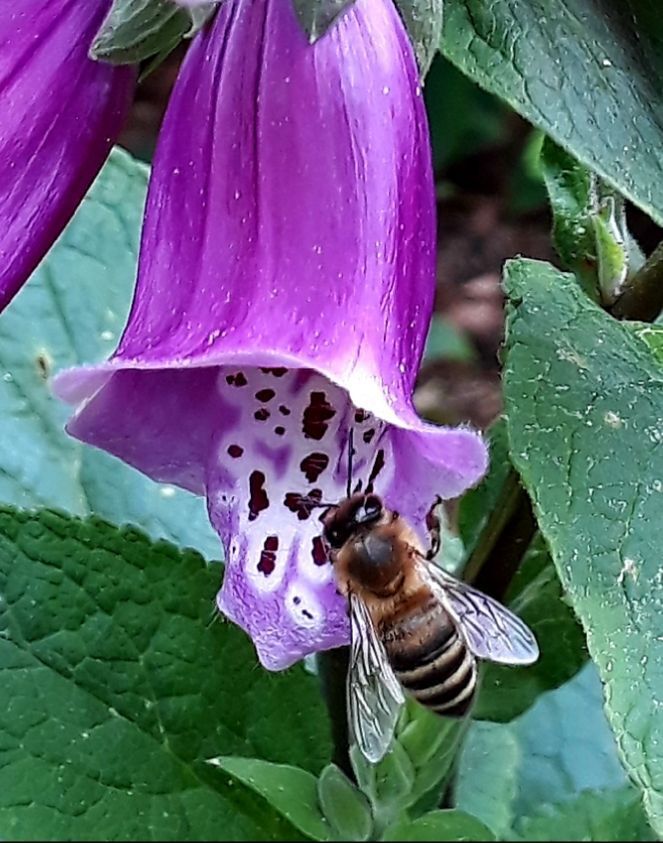 Eine violette Blüte, die von einer Biene besucht wird.