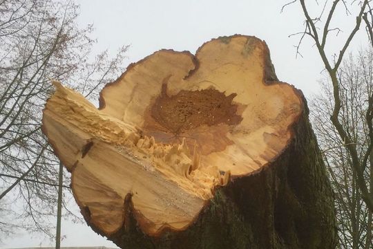 Stefan Wittkop Gartengestaltung Gartenanlage