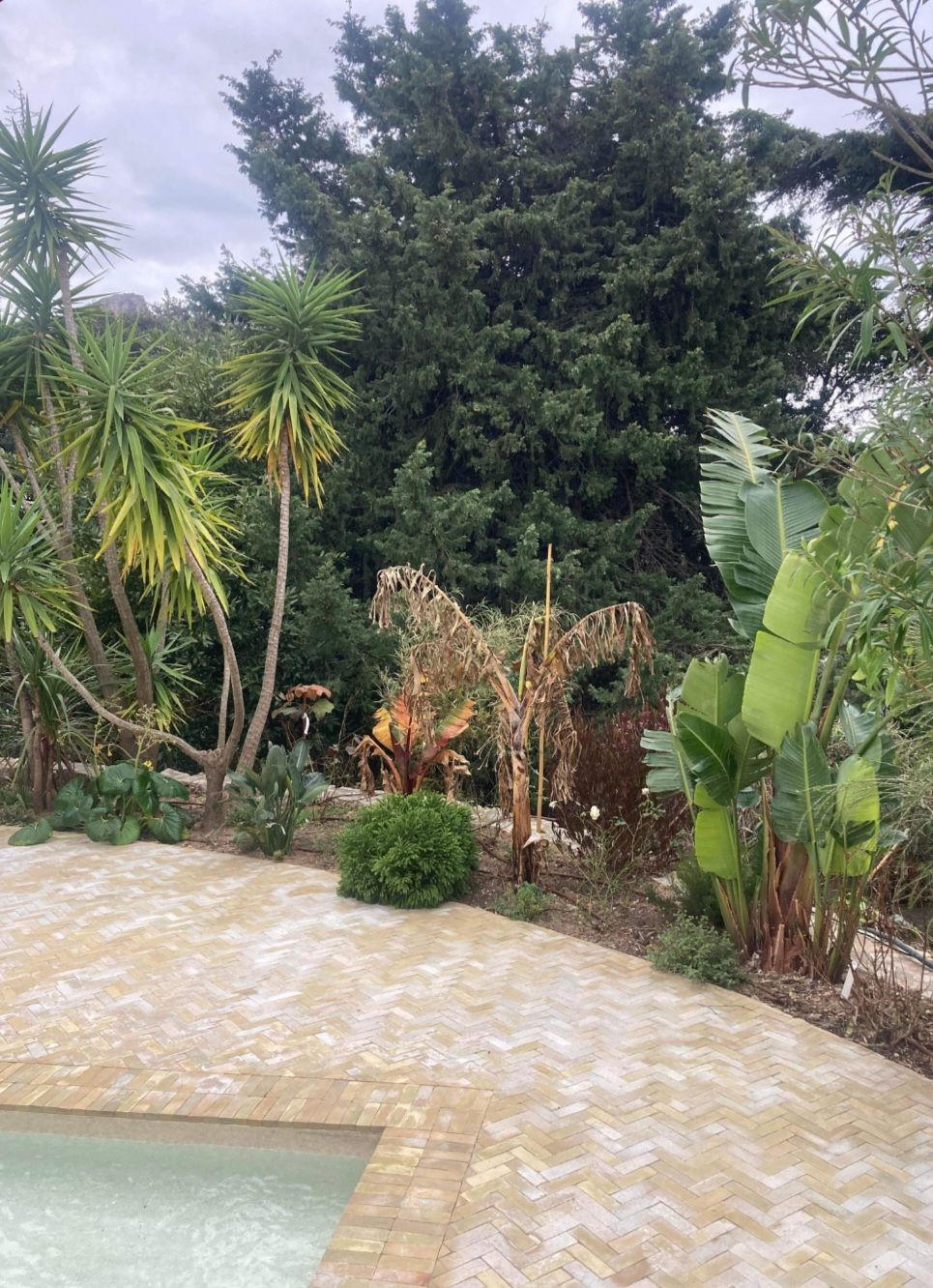 Entretien d'arbres et de palmiers