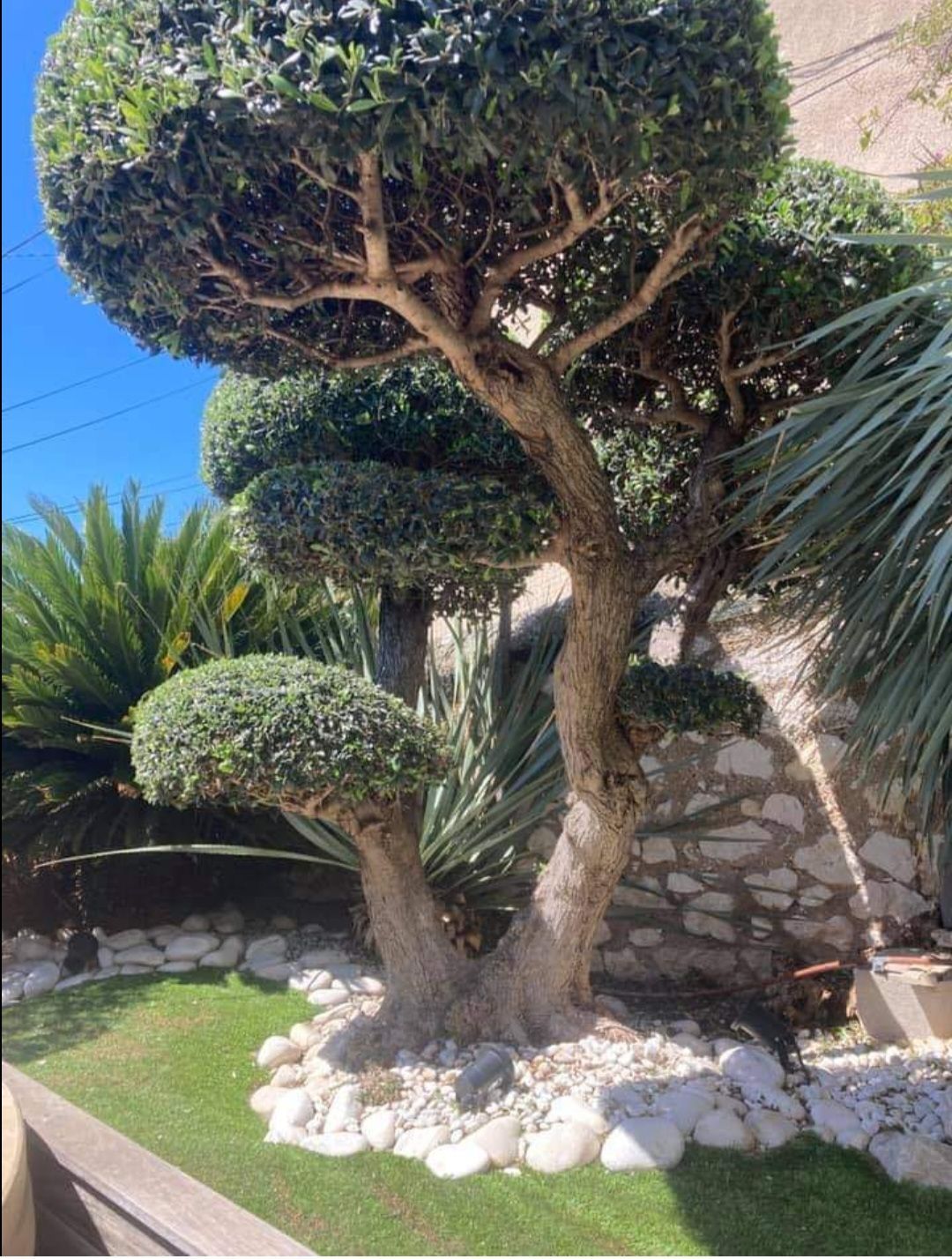 Entretien et élagage d'arbre