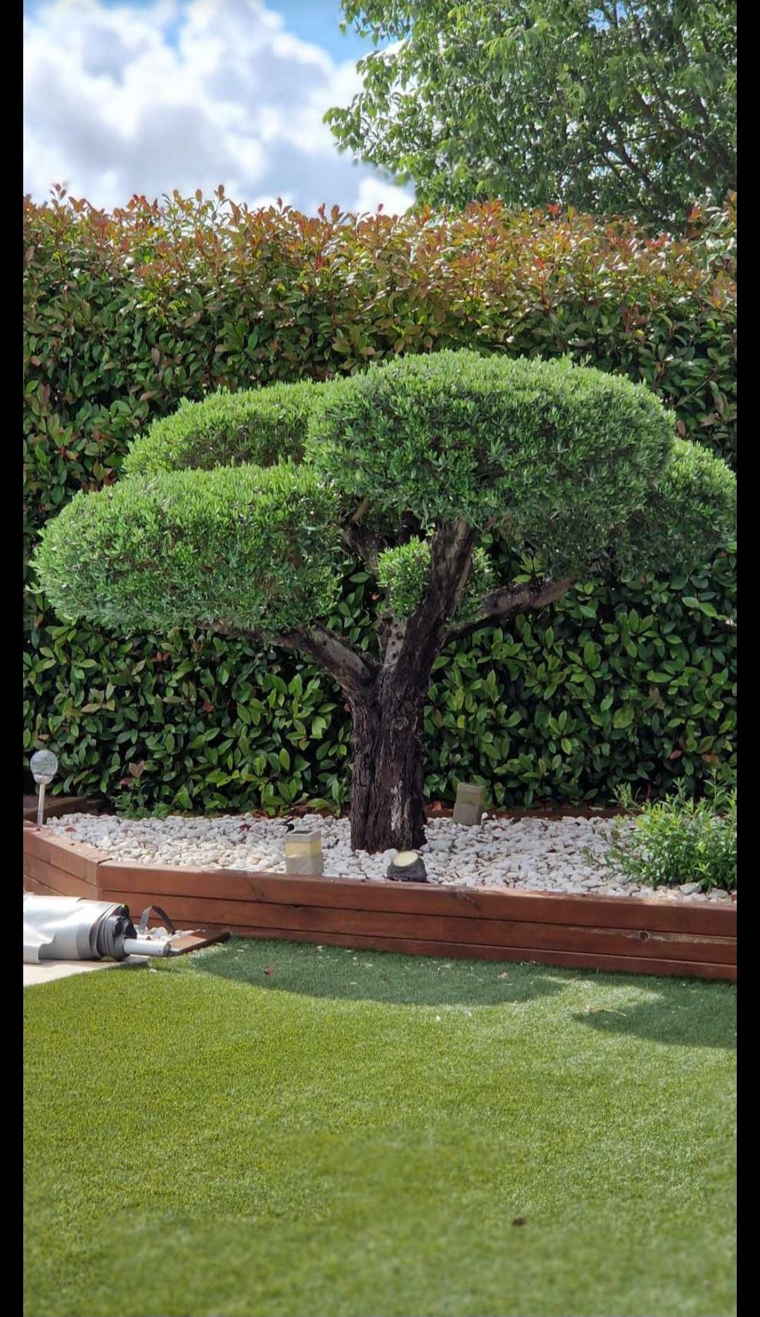 Petit arbre avec des branches taillées