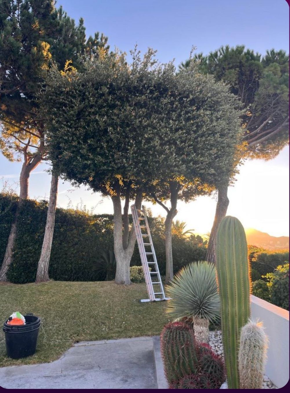 Échelle pour tailler des arbres