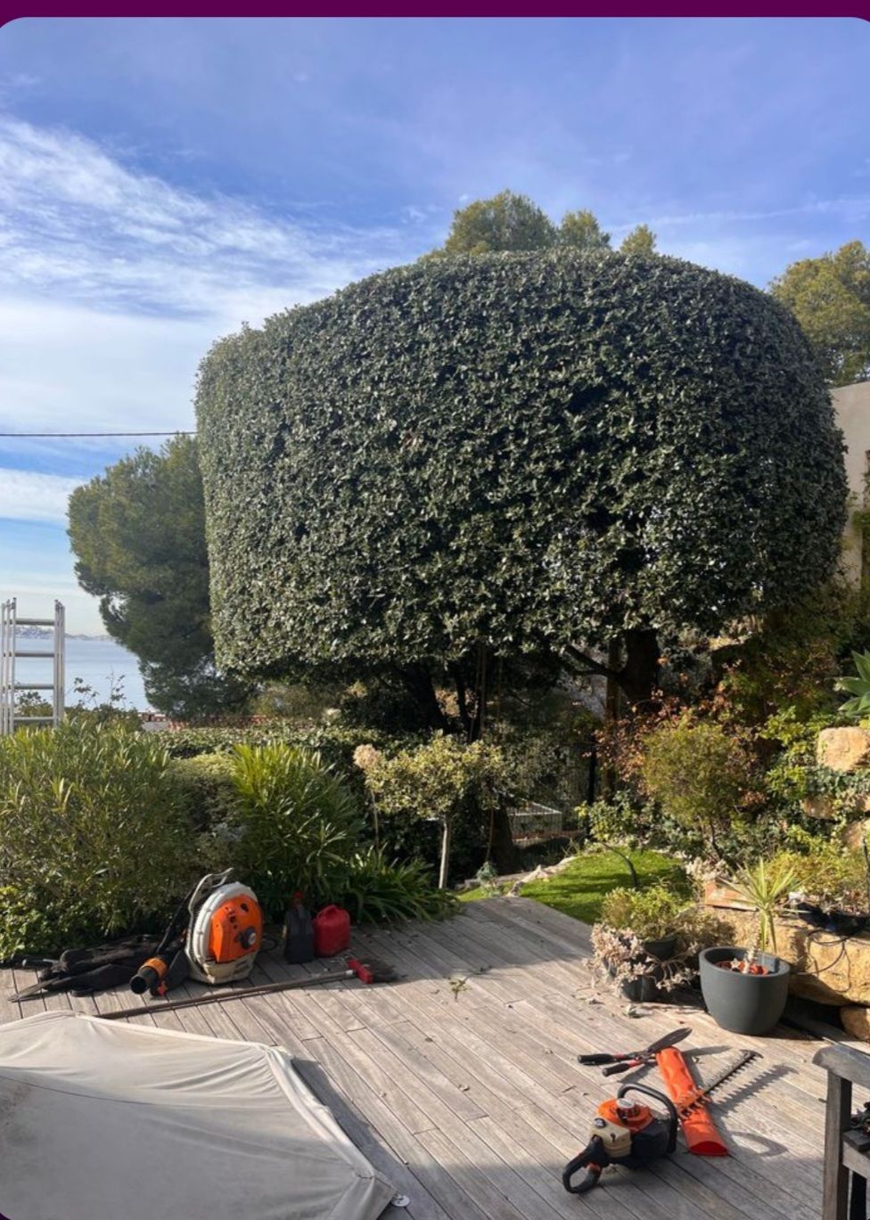 Arbres taillés en rond