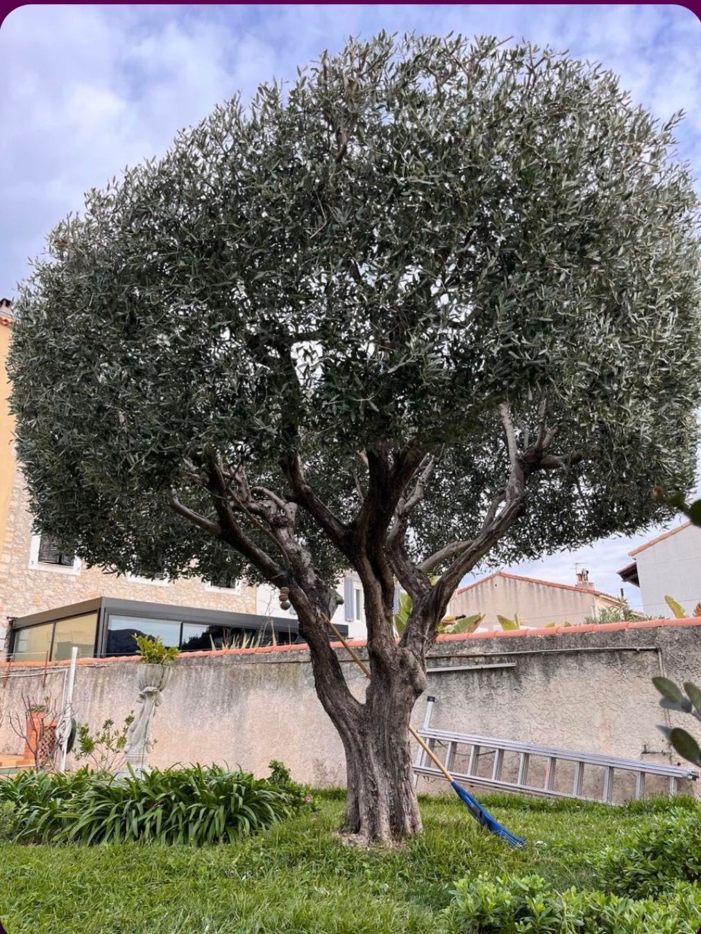 Taille d'olivier au bord d'un mur