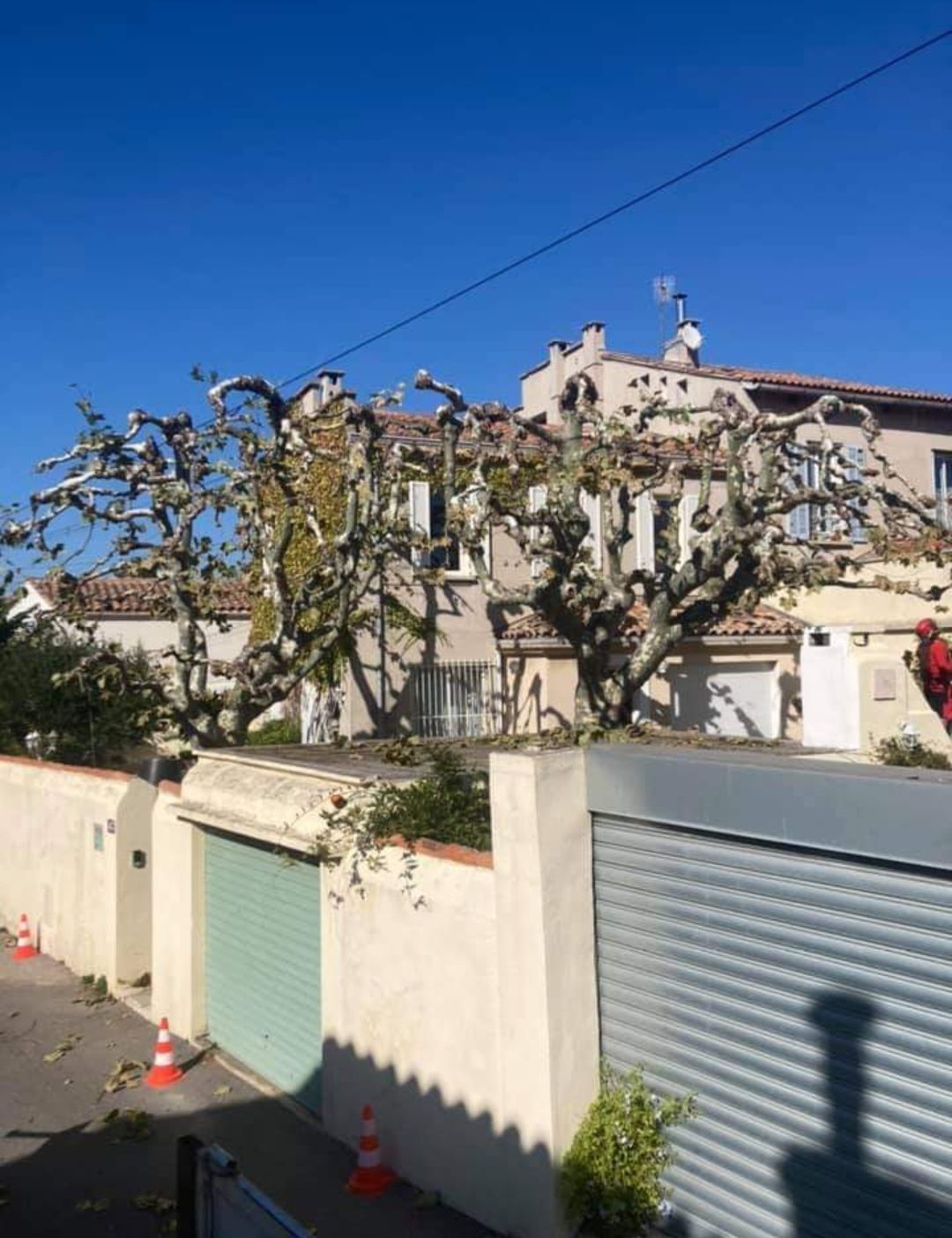 Taille de 2 arbres aux abords des maisons