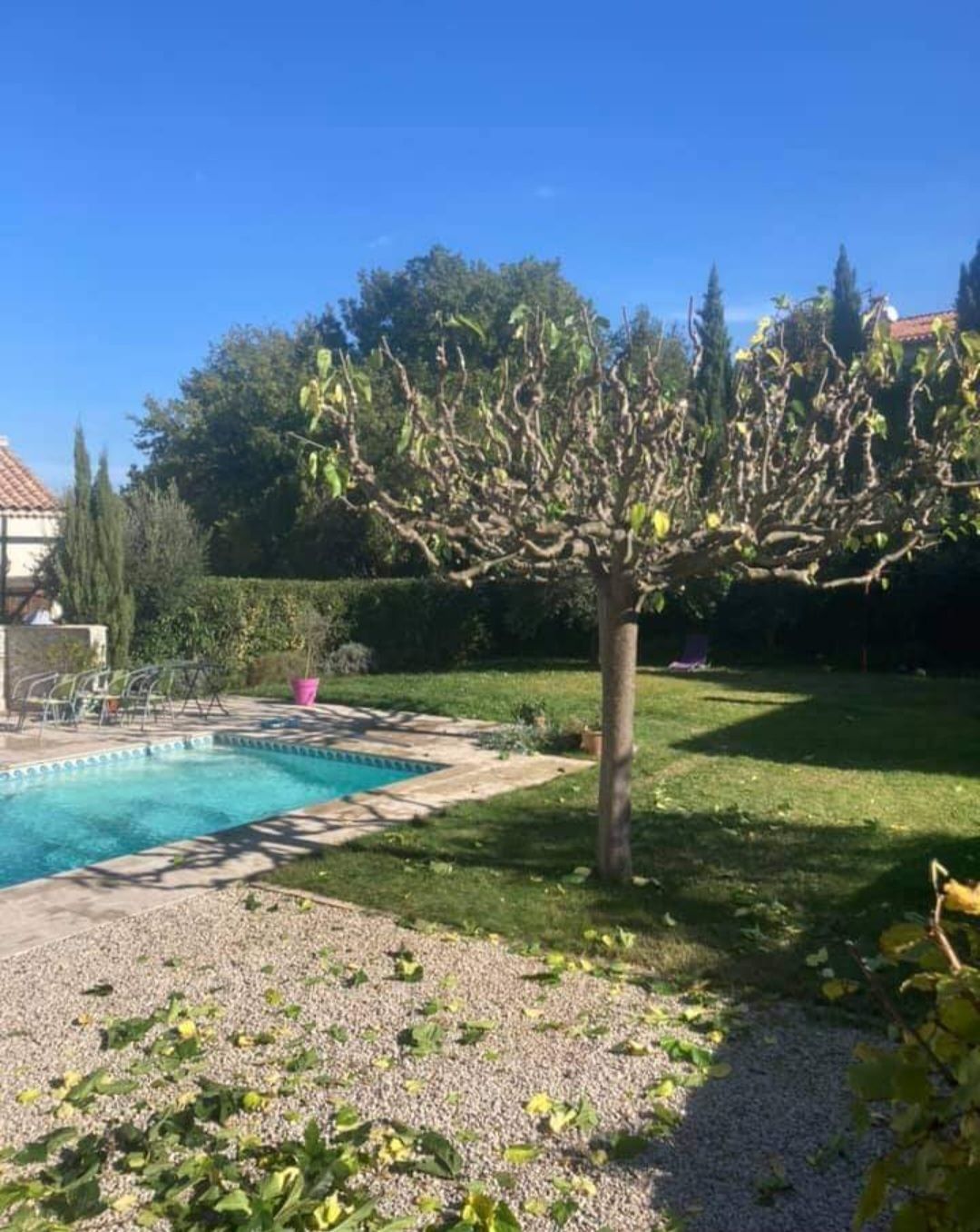 Taille d'un arbre au bord d'une piscine