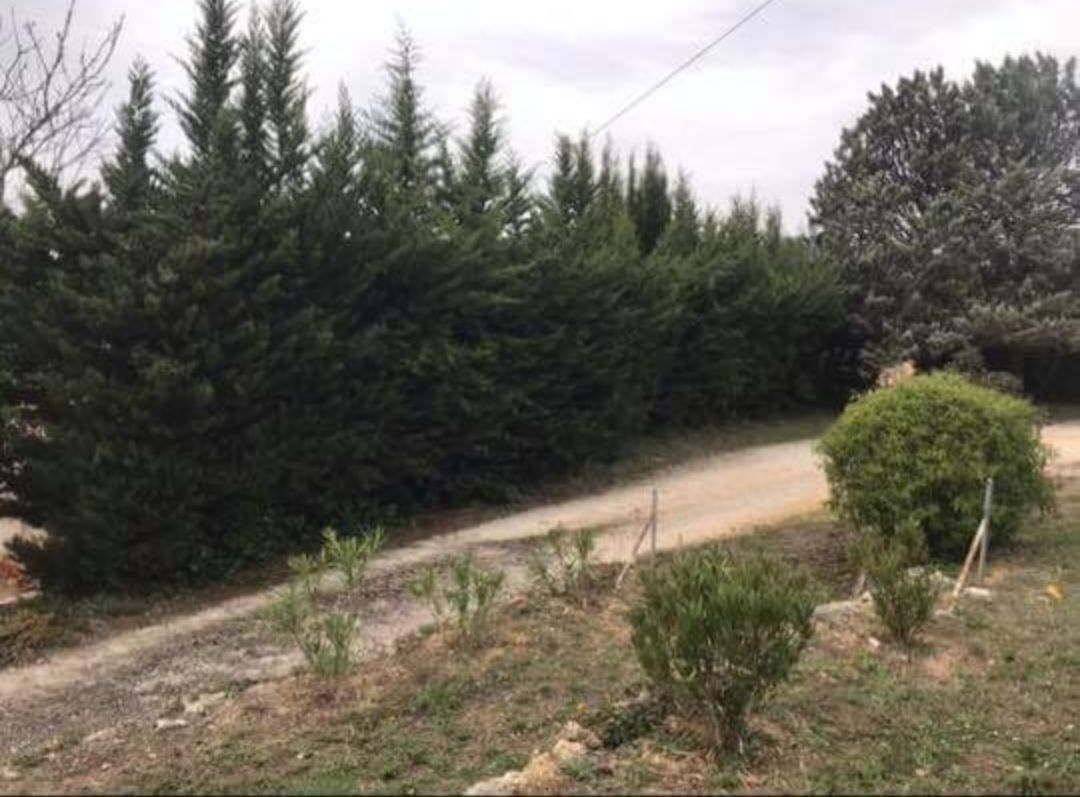 Haute haie non taillée