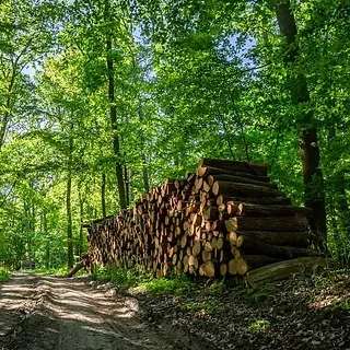 Una pila de troncos se encuentra al costado de un camino de tierra en el bosque.