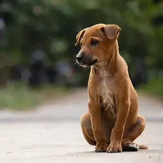 Un cachorro marrón está sentado al costado de una carretera.