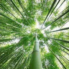 Mirando hacia un bosque de bambú con el sol brillando a través de los árboles.