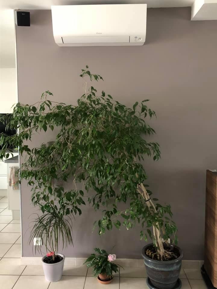 Plante dans une pièce de vie