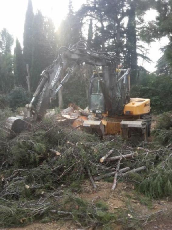 Élagage et abattage d'arbres dans les Bouches-du-Rhône