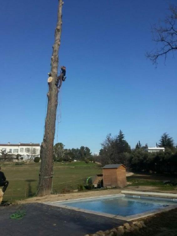 Homme en train de démonter un arbre
