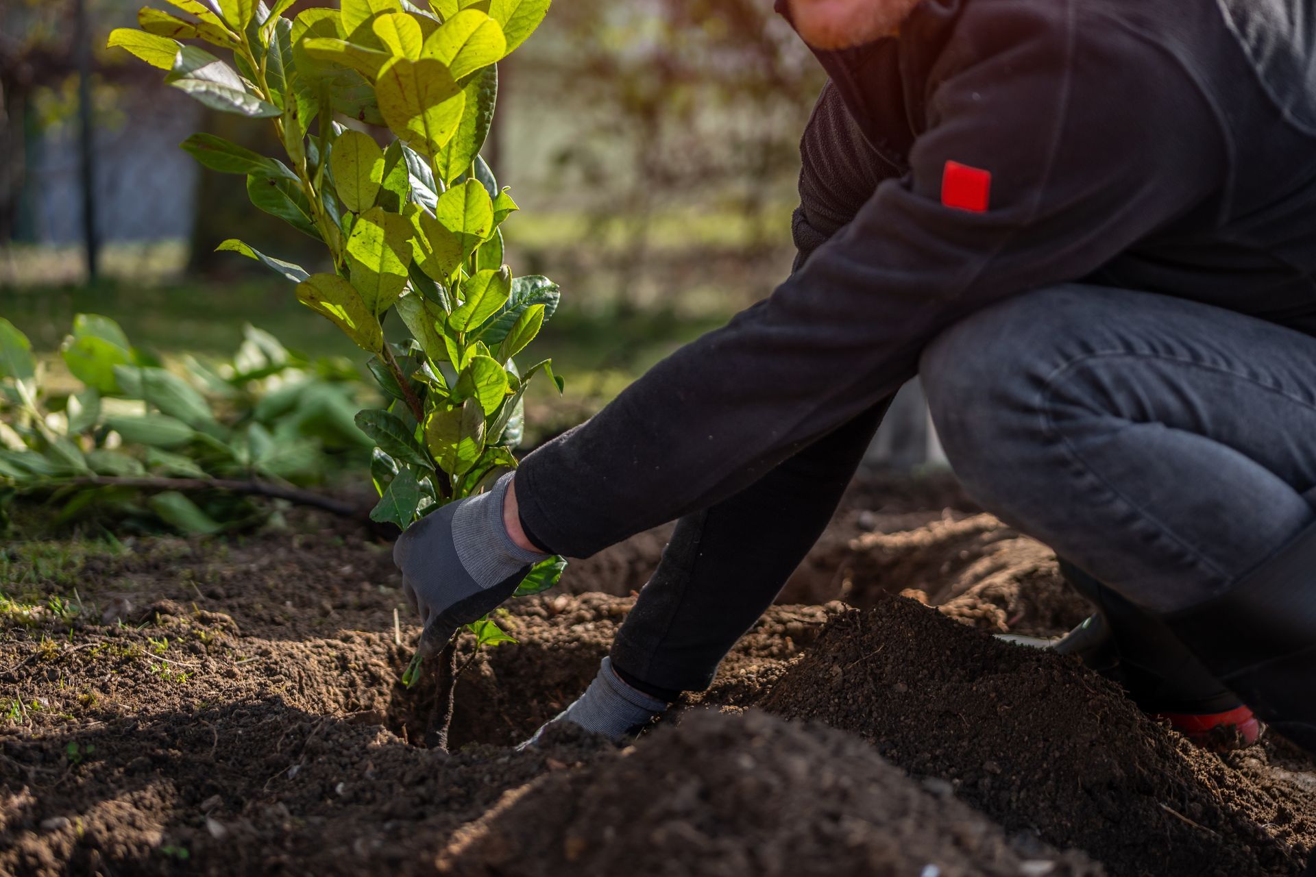 Personne en train de planter un arbuste