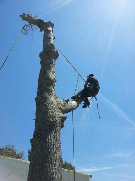 Arbre en train d'être coupé par des professionnels