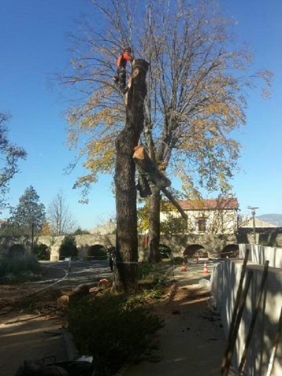 Élagueur en train de couper les branches d'un arbre