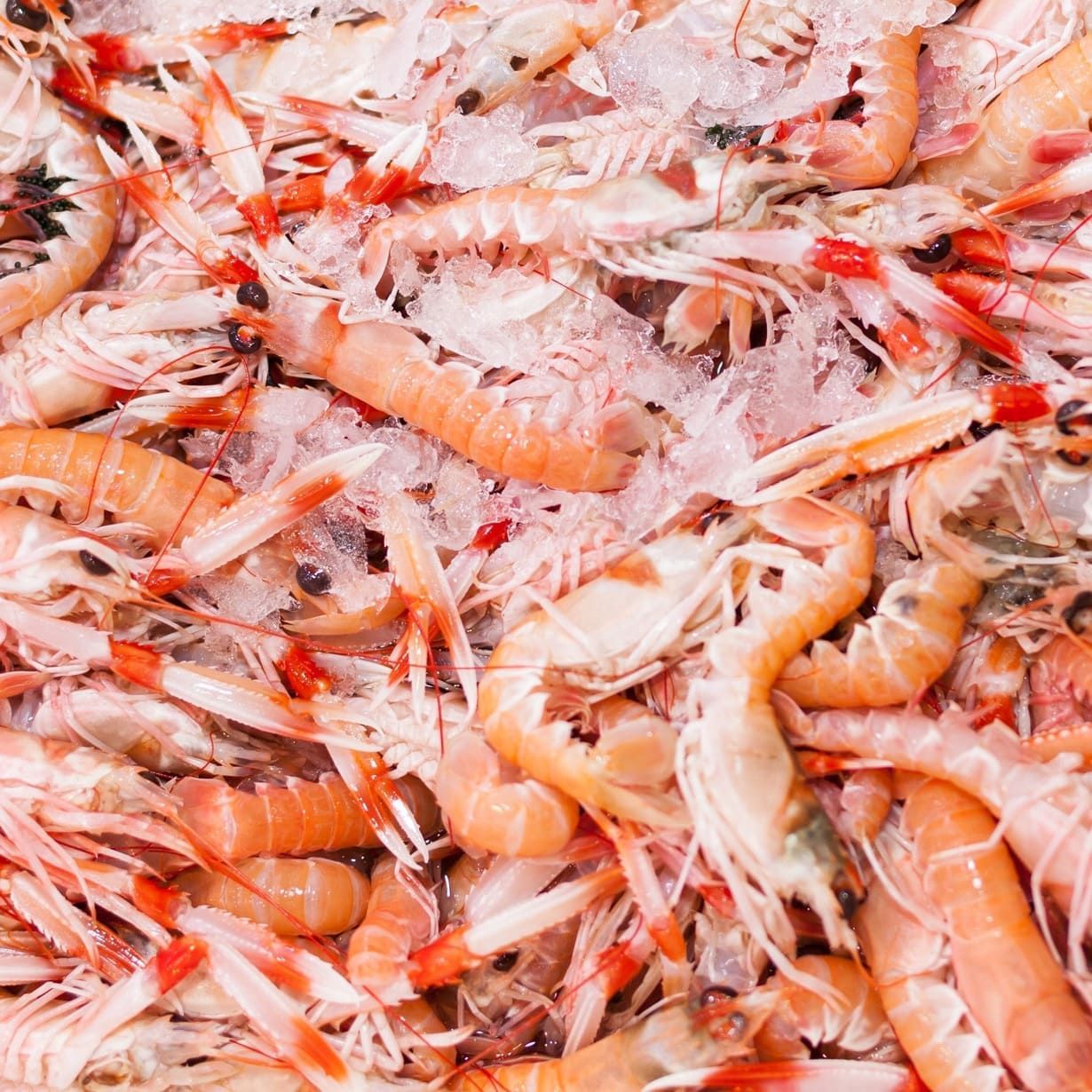 Una pila de camarones sobre hielo.