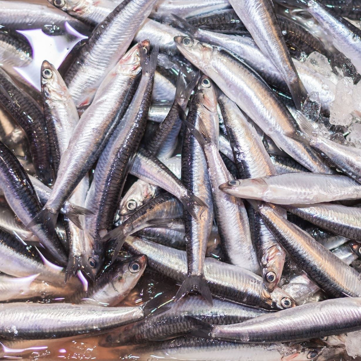 Una pila de peces pequeños sobre el hielo.