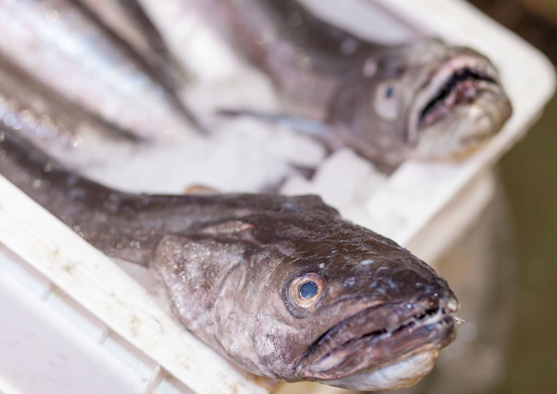 Un montón de peces están sentados sobre hielo en una caja.