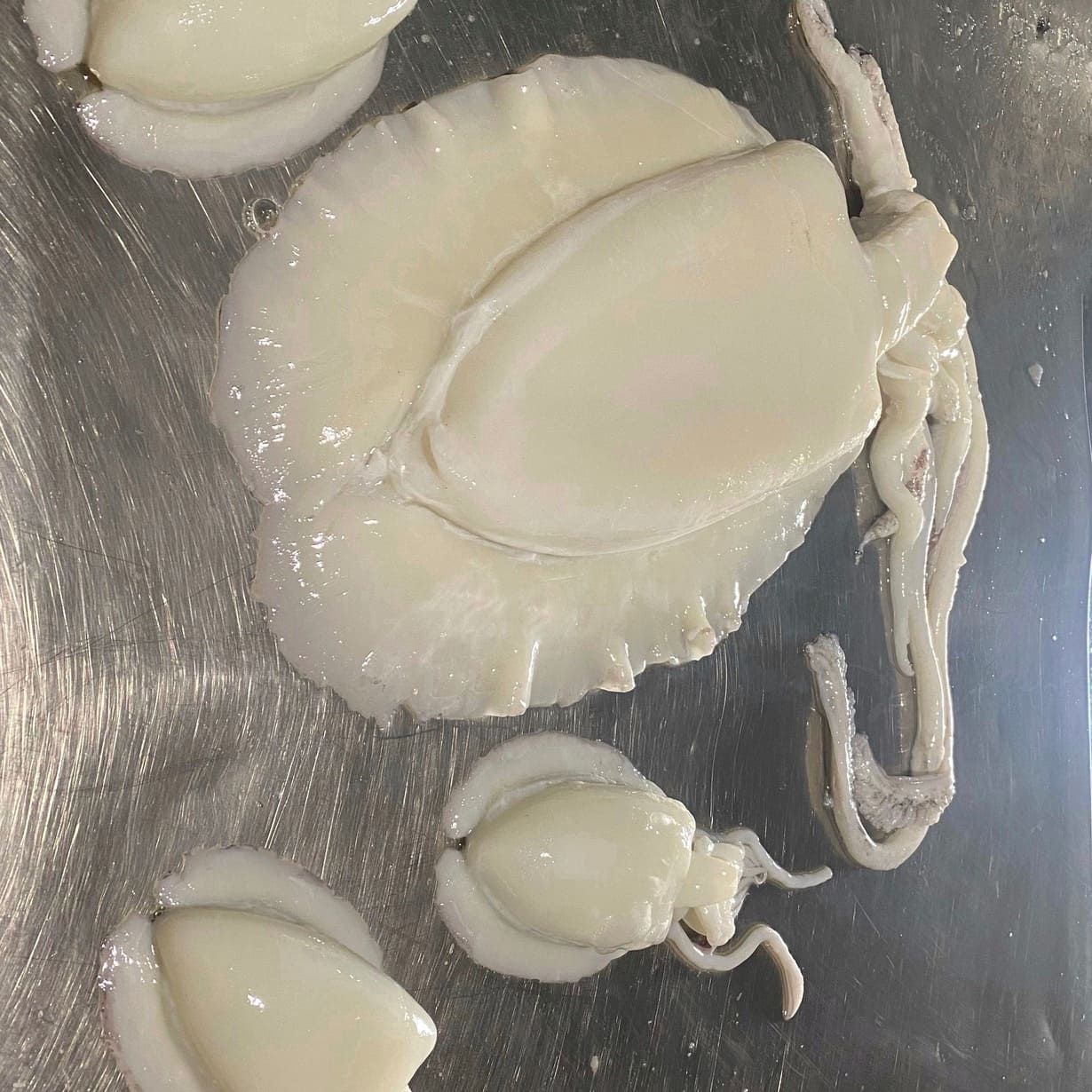 Un grupo de calamares blancos están sentados sobre una superficie metálica.