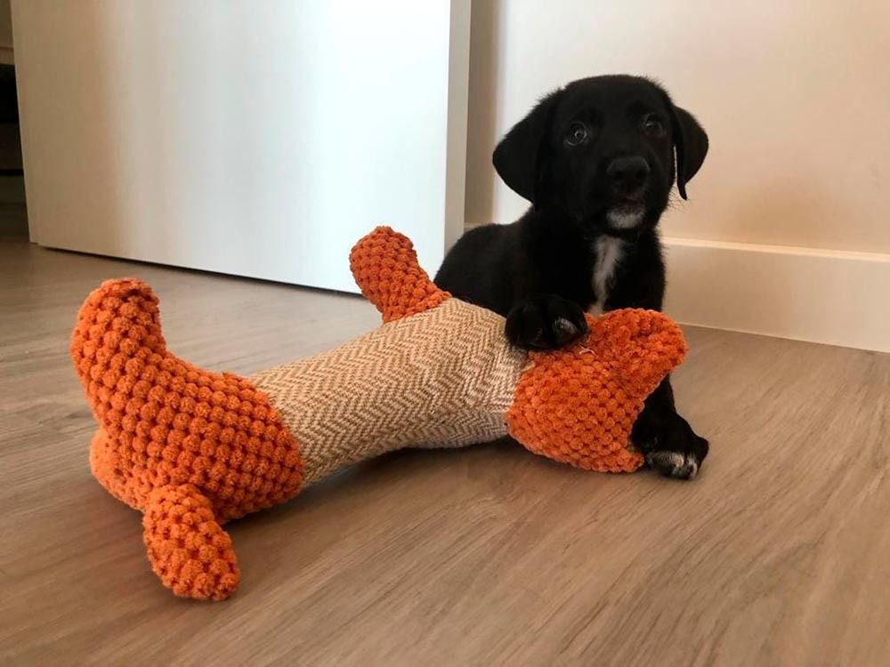 Un cachorro negro está jugando con un juguete naranja en el suelo.