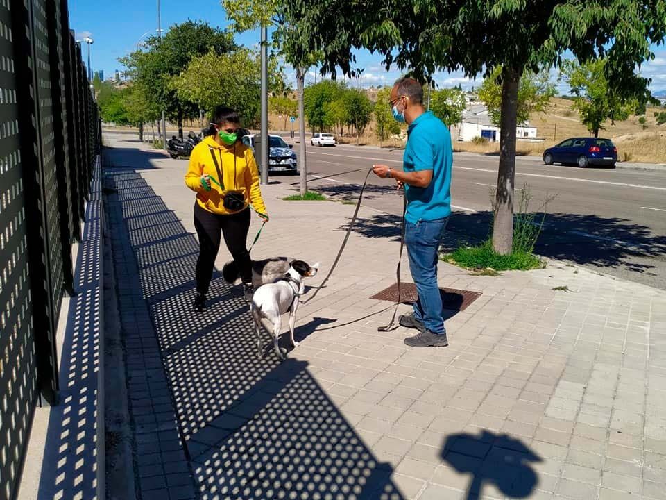 Un hombre y una mujer pasean dos perros por una acera.