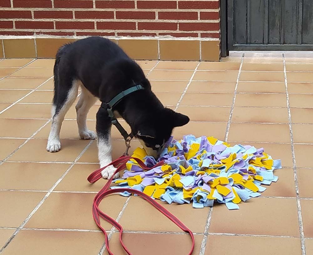 Un perro blanco y negro con correa olfateando una alfombra