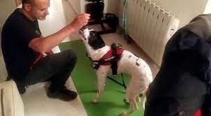 Un hombre está arrodillado junto a un perro dálmata sobre una alfombra verde.