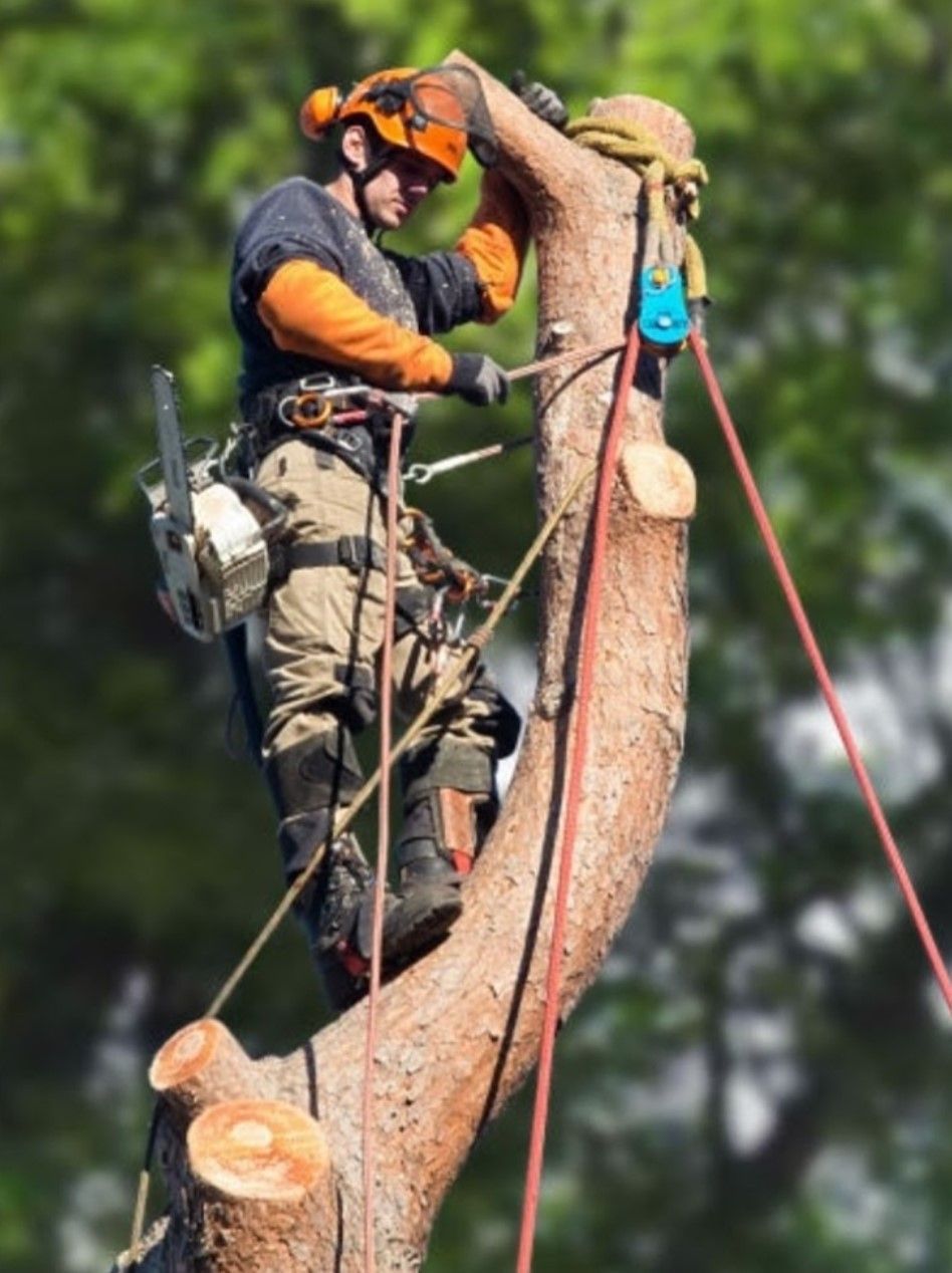 Abattage d'un arbre.